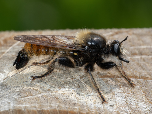 Laphria flava (Linnaeus, 1761)