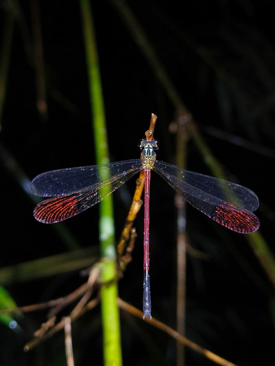 Malabar Satinwing