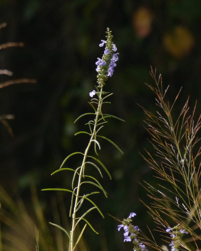 giant blue sage