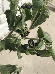Solanum nigrum