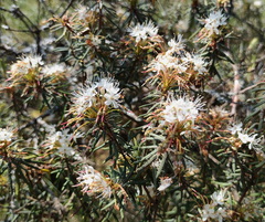 Rhododendron tomentosum: Herkunft und Verwendung — Foto 2