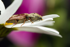 Prosternon bombycinum