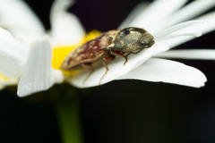 Prosternon bombycinum