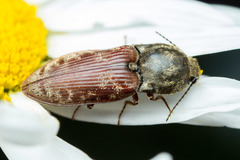 Prosternon bombycinum