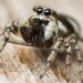 Jumping Spiders - Photo (c) Thomas Barbin, some rights reserved (CC BY-NC), uploaded by Thomas Barbin