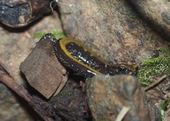 Plethodon idahoensis