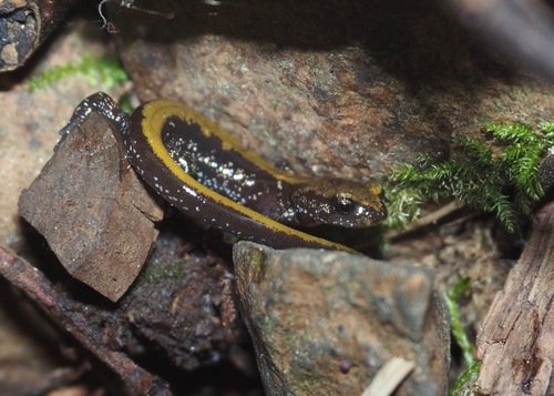 Coeur d'Alene Salamander, Plethodon idahoensis