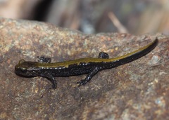 Plethodon idahoensis