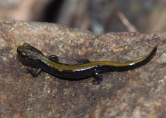 Plethodon idahoensis