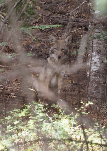 Coyote photographed in Idaho