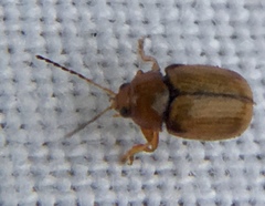 Cryptocephalus pusillus