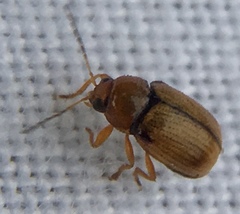 Cryptocephalus pusillus