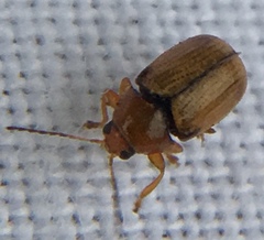 Cryptocephalus pusillus
