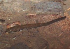 Dicamptodon aterrimus