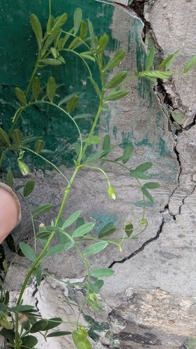 Vicia lens, photograph 4