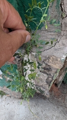 Vicia lens, photograph Piermario Maculan, CC0, iNaturalist via GBIF
