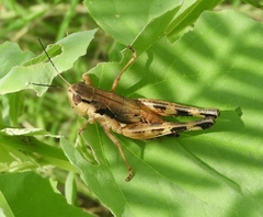 Boopedon flaviventris