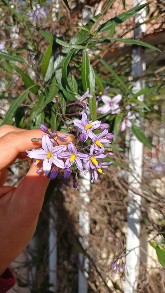 Solanum angustifidum; photograph Matias Baranzelli, CC BY, iNaturalist via GBIF