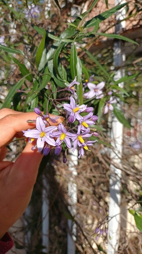 Solanum angustifidum