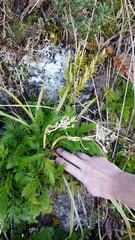 Aciphylla dissecta