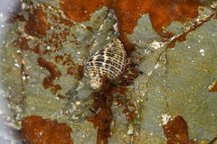Acanthinucella spirata