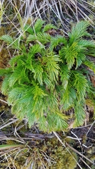 Aciphylla dissecta