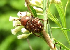 Euphoria leucographa