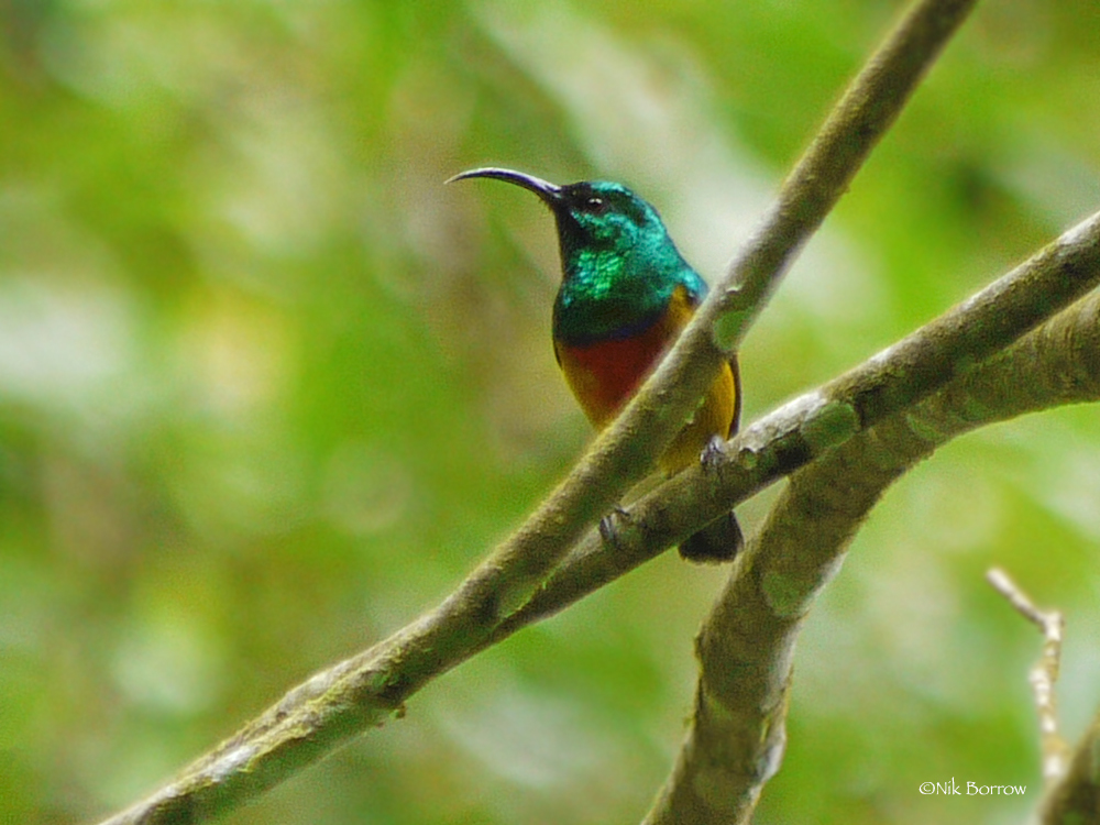Loveridge's Sunbird photo