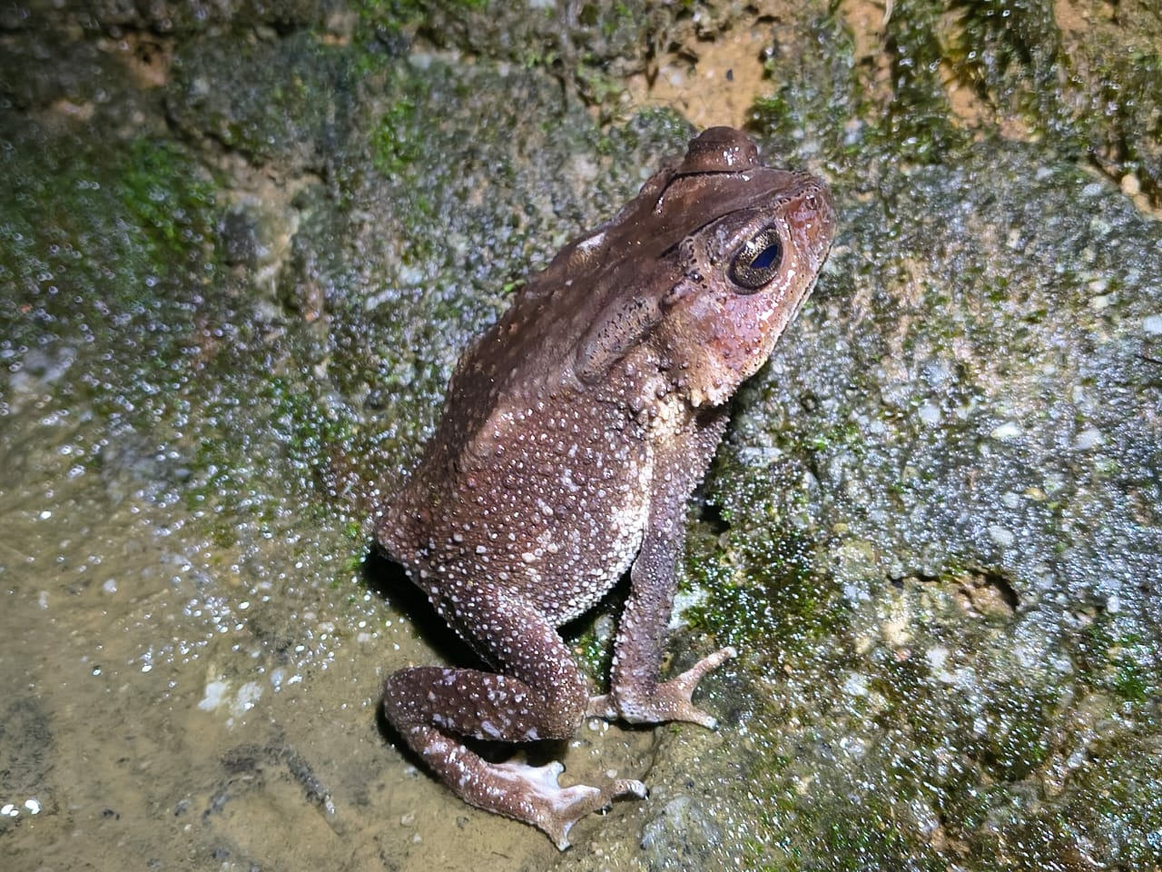 Indian Common True Toad