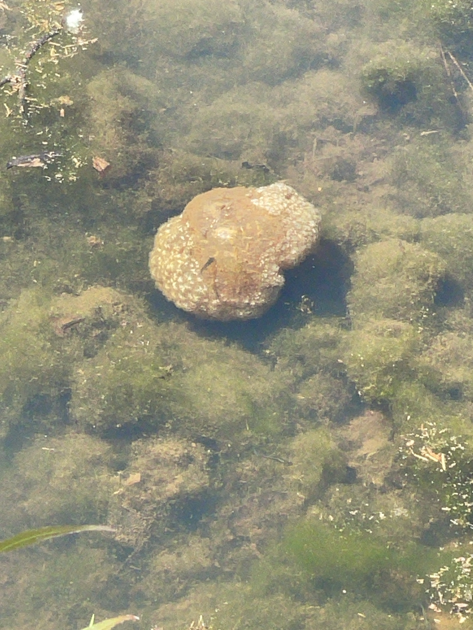 Pectinatella magnifica (Leidy, 1851)