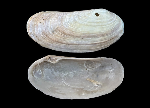 oblong otter clam