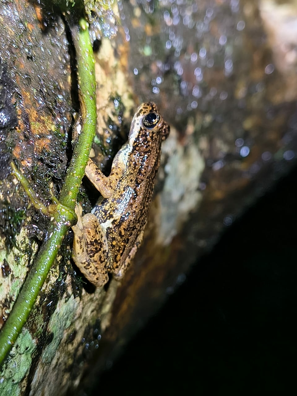Western Ghats Tree Toad