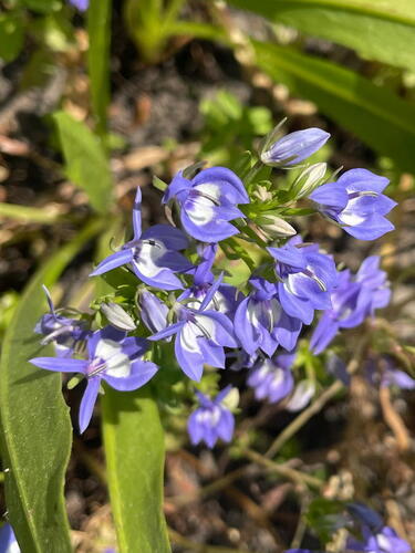 Californian Lobelia (Downingia elegans)