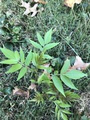 Ailanthus altissima