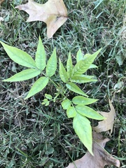 Ailanthus altissima