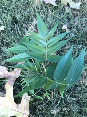 Ailanthus altissima