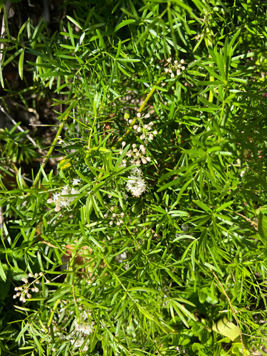 Asparagus aethiopicus observed 2025-06-15