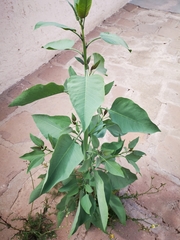 Nicotiana glauca