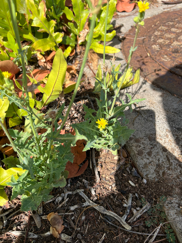 Sonchus oleraceus observed 2025-06-15