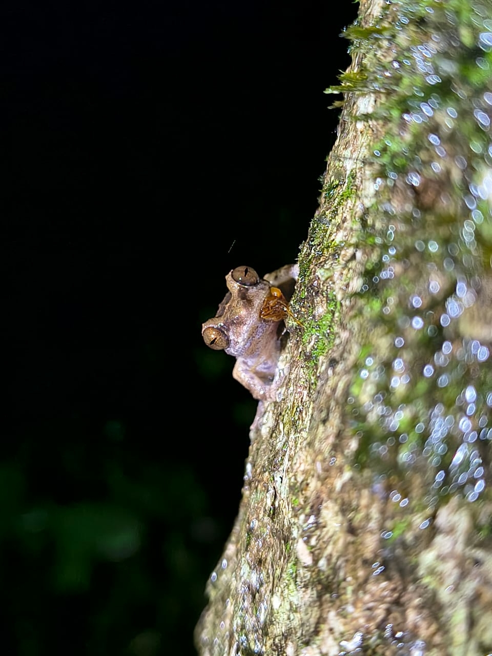 Anil'S Bush Frog Anura