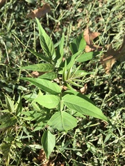 Ailanthus altissima