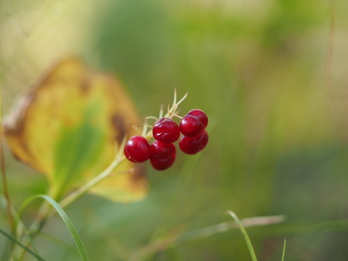 Dvilapė medutė nuotrauka