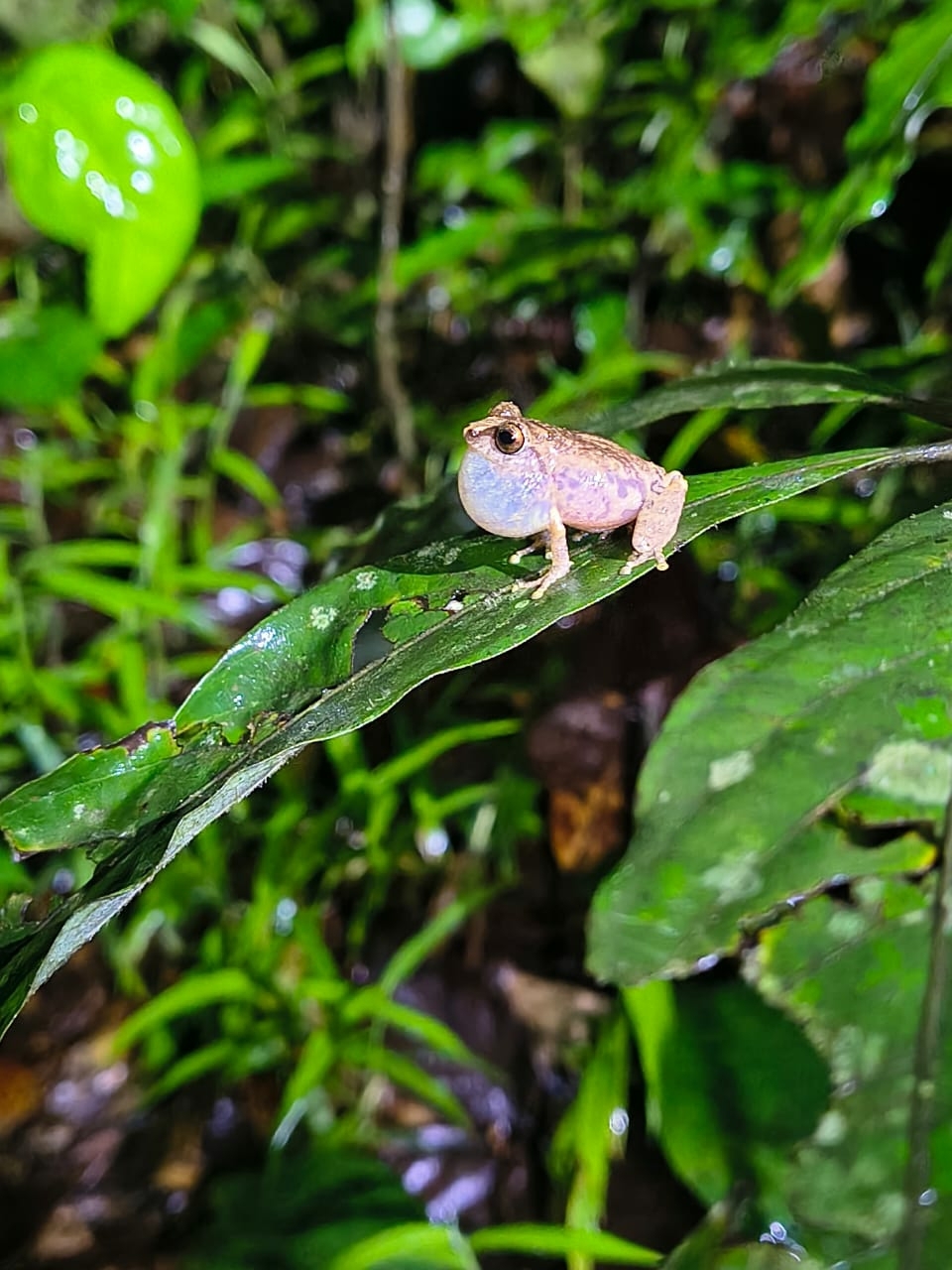 Wynaad Brown Eared Shrub Frog