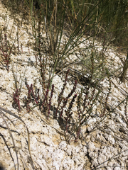 Suaeda calceoliformis
