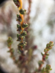 Suaeda calceoliformis