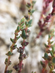 Suaeda calceoliformis