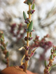 Suaeda calceoliformis