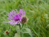 Centaurea phrygia pseudophrygia - Photo (c) Wolfgang Jauch, some rights reserved (CC BY), uploaded by Wolfgang Jauch