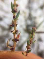 Suaeda calceoliformis