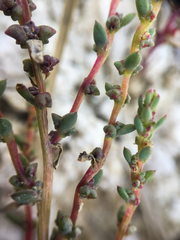 Suaeda calceoliformis